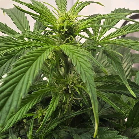 Hawaii Maui Waui Automatic - T4 growlog timeline photo