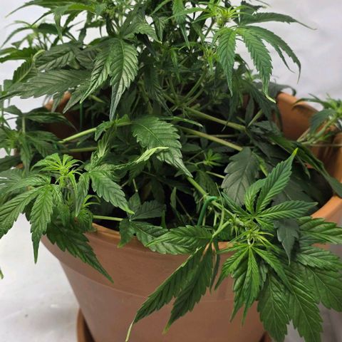Hawaii Maui Waui Automatic - T4 growlog timeline photo