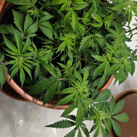 Purple Skunk Automatic - T3 growlog timeline photo
