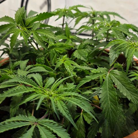 Purple Skunk Automatic - T3 growlog timeline photo