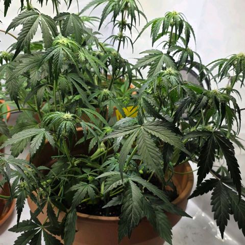 Sticky Orange XXL Automatic - T2 growlog timeline photo