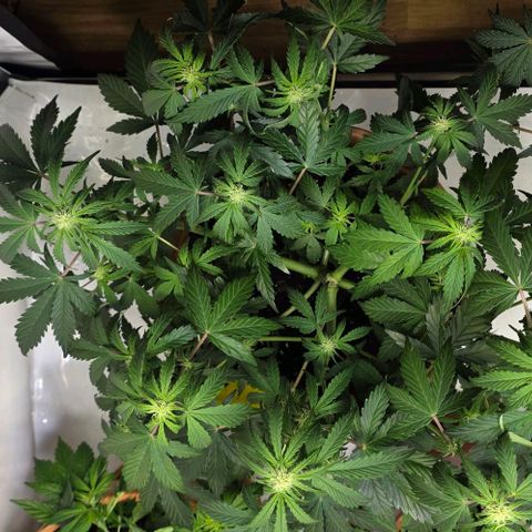 Sticky Orange XXL Automatic - T2 growlog timeline photo