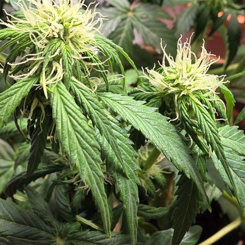 White Skunk Automatic - T1 growlog timeline photo