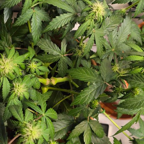 White Skunk Automatic - T1 growlog timeline photo