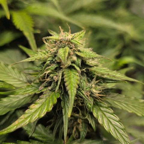 Sticky Orange XXL Automatic - T2 growlog timeline photo