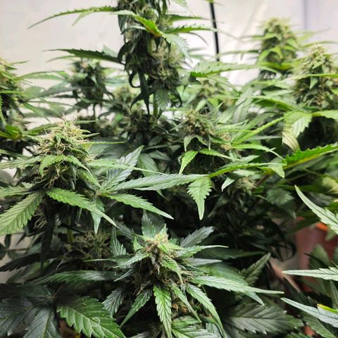 Sticky Orange XXL Automatic - T2 growlog timeline photo