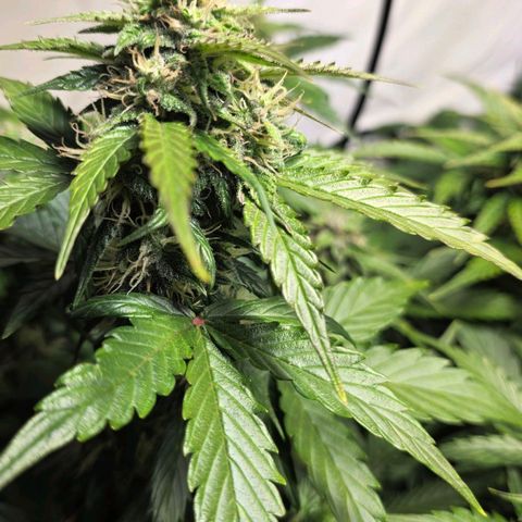 Sticky Orange XXL Automatic - T2 growlog timeline photo