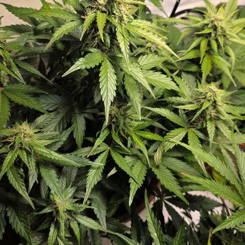 Sticky Orange XXL Automatic - T2 growlog timeline photo