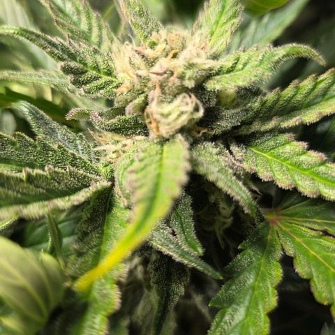 White Skunk Automatic - T1 growlog timeline photo