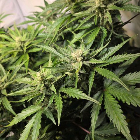 White Skunk Automatic - T1 growlog timeline photo