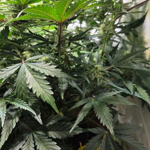 White Skunk Automatic - T1 growlog timeline photo