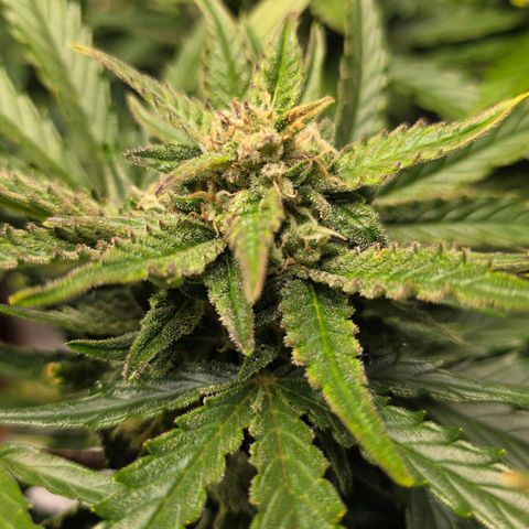 White Skunk Automatic - T1 growlog timeline photo