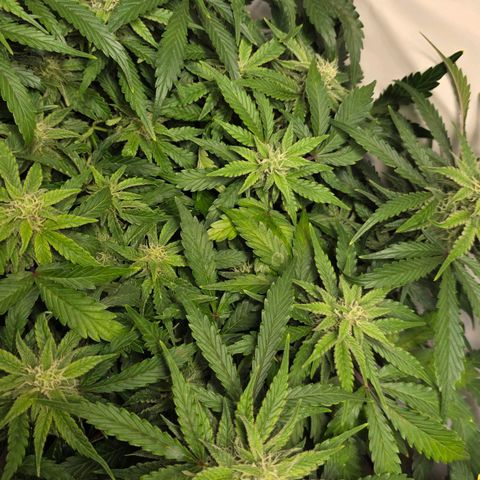Purple Skunk Automatic - T3 growlog timeline photo