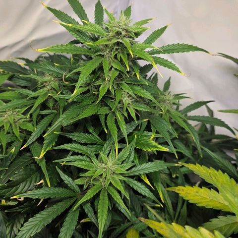 Hawaii Maui Waui Automatic - T4 growlog timeline photo