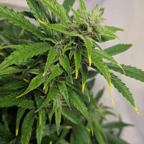Hawaii Maui Waui Automatic - T4 growlog timeline photo