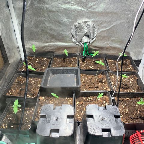 Critical + 2.0 growlog photo