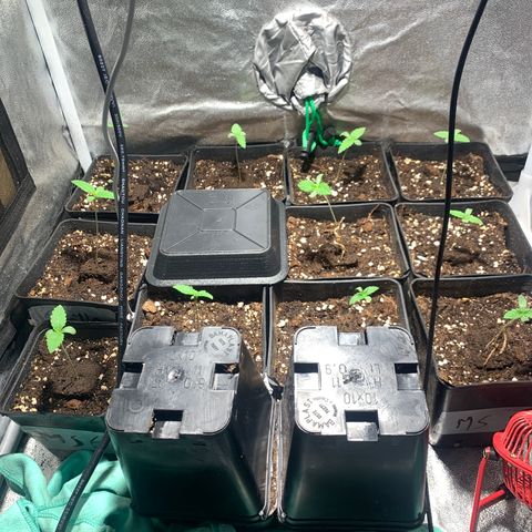 Critical + 2.0 growlog photo