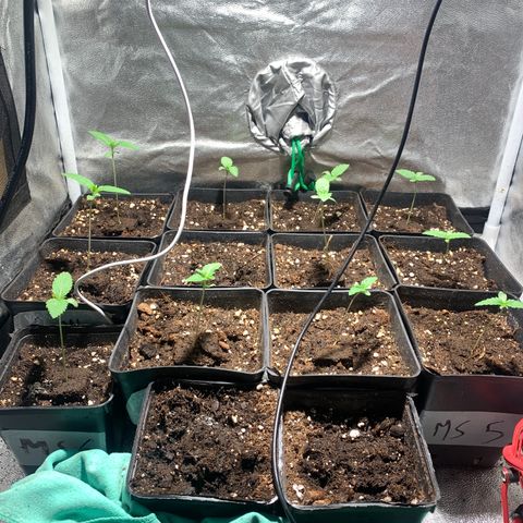 Critical + 2.0 growlog photo