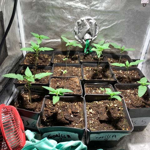 Critical + 2.0 growlog photo