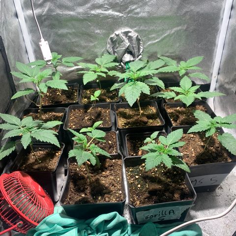 Critical + 2.0 growlog timeline photo