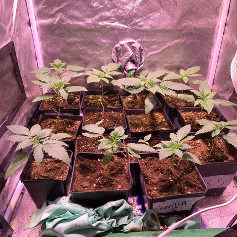 Critical + 2.0 growlog timeline photo