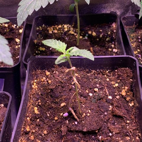 Critical + 2.0 growlog photo: Mise sous tutelle car la plantule tigeait