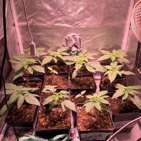 Critical + 2.0 growlog timeline photo