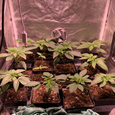 Critical + 2.0 growlog timeline photo