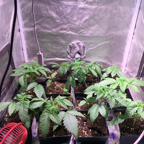 Critical + 2.0 growlog photo: Une peu molle du à un arrosage filaire excessif pour éliminer les thripes