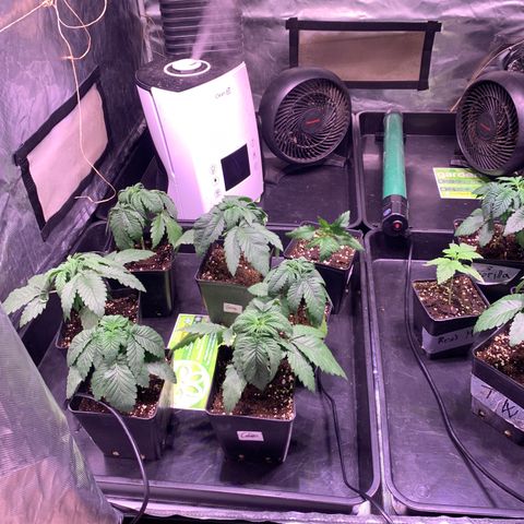 Critical + 2.0 growlog photo: Changement de tente