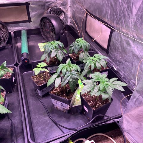 Critical + 2.0 growlog timeline photo