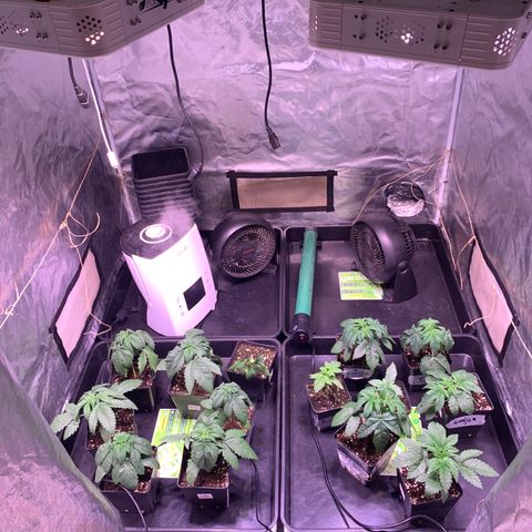 Critical + 2.0 growlog timeline photo