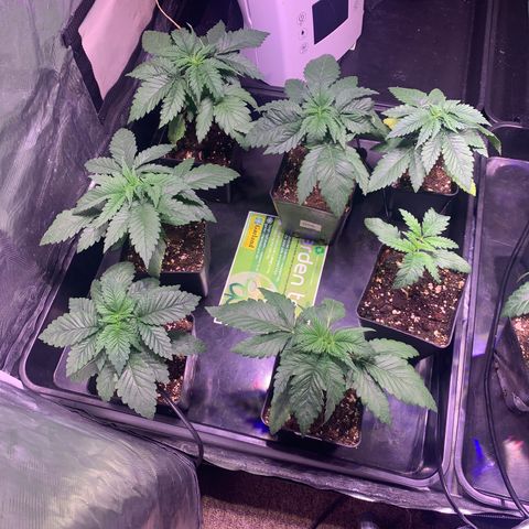 Critical + 2.0 growlog timeline photo