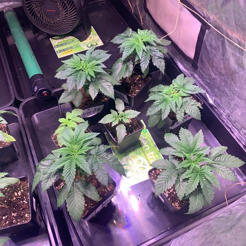 Critical + 2.0 growlog timeline photo