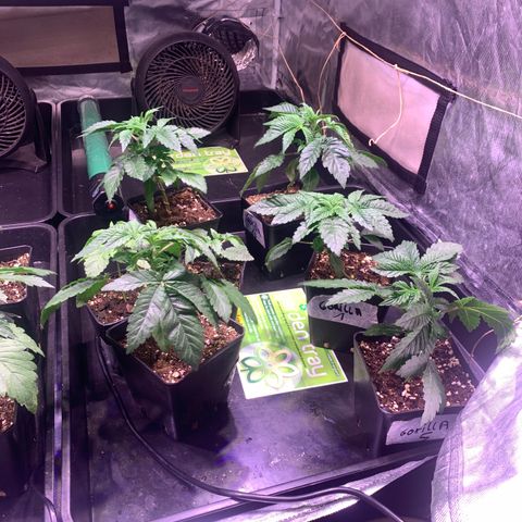 Critical + 2.0 growlog photo: Gorilla