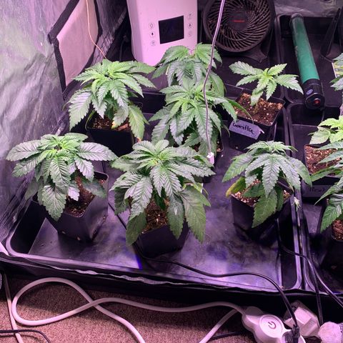 Critical + 2.0 growlog timeline photo