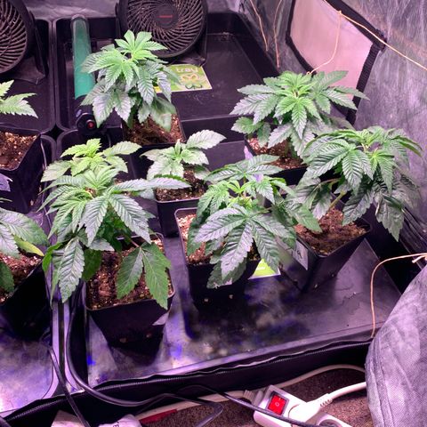 Critical + 2.0 growlog timeline photo