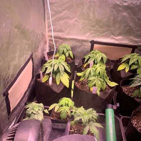 Critical + 2.0 growlog photo: Rempotage aujourdhui
