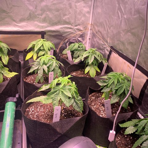 Critical + 2.0 growlog photo: Rempotage aujourdhui