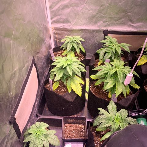 Critical + 2.0 growlog photo: Lendemain du rempotage et changement d engrais