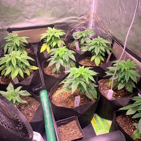 Critical + 2.0 growlog photo: Lendemain du rempotage et changement d engrais