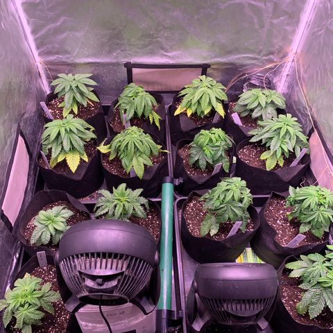 Critical + 2.0 growlog photo: Juste après arrosage