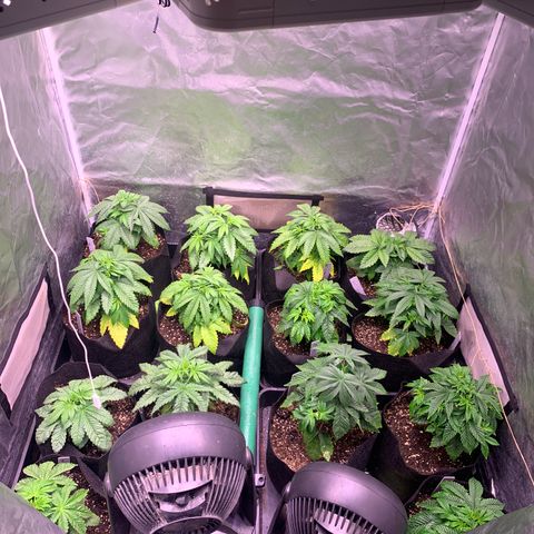 Critical + 2.0 growlog photo: Juste appareil arrosage follaire