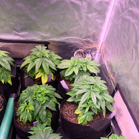 Critical + 2.0 growlog photo: Juste appareil arrosage follaire