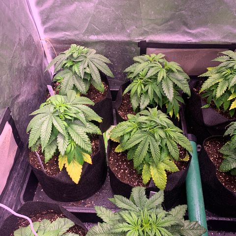 Critical + 2.0 growlog photo: Juste appareil arrosage follaire