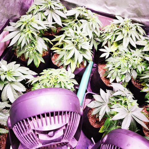Critical + 2.0 growlog photo: Pulvérisation follaire huile de Neem ++savon noir