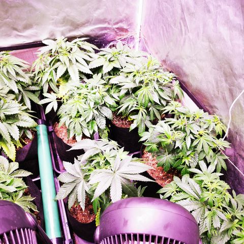 Critical + 2.0 growlog photo: Pulvérisation follaire huile de Neem ++savon noir