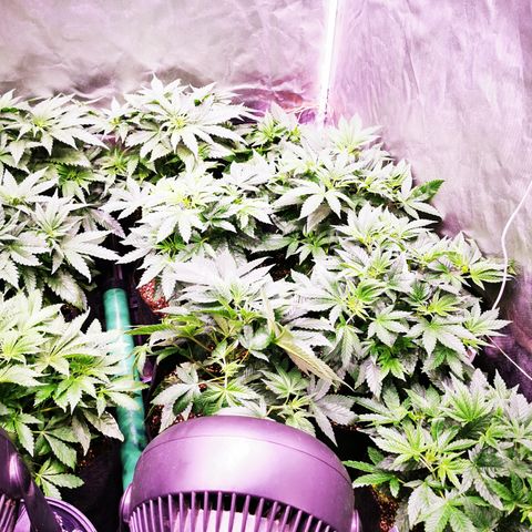Critical + 2.0 growlog timeline photo