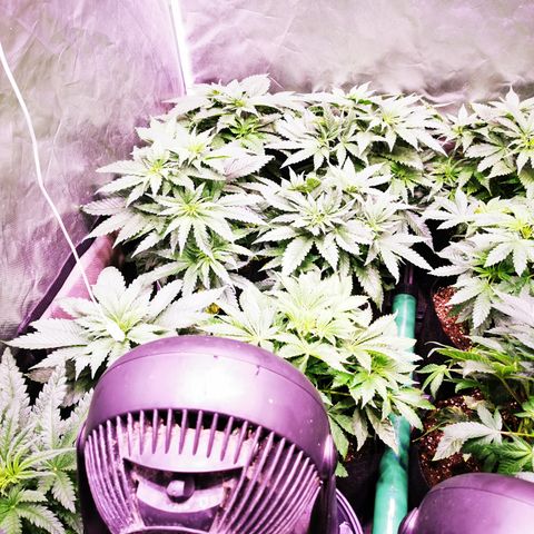 Critical + 2.0 growlog timeline photo