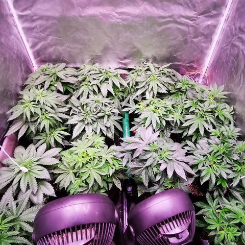 Critical + 2.0 growlog timeline photo
